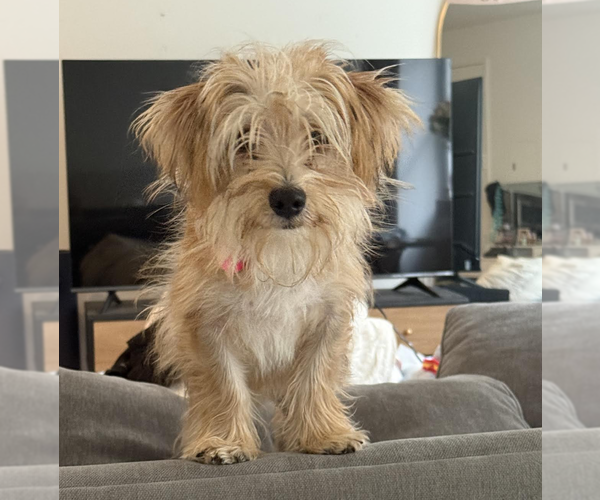 Medium Photo #2 Mutt Puppy For Sale in Brooklyn, NY, USA