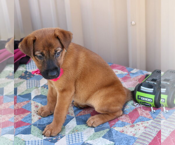 Medium Photo #3 Black Mouth Cur Puppy For Sale in Bandera, TX, USA