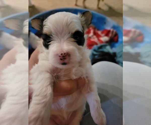 Medium Photo #1 Morkie Puppy For Sale in GRAND BAY, AL, USA