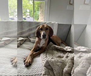 Mutt Dogs for adoption in Woodbury, NY, USA