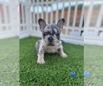Small Photo #9 French Bulldog Puppy For Sale in PLEASANTON, CA, USA