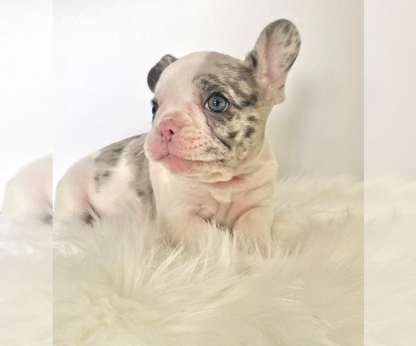 Medium Photo #1 French Bulldog Puppy For Sale in NEW MILFORD, CT, USA