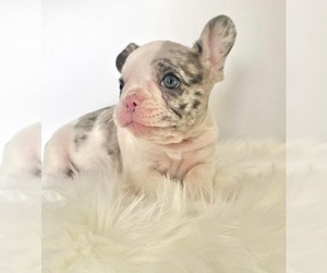 French Bulldog Puppy for Sale in NEW MILFORD, Connecticut USA