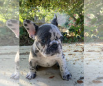 Small Photo #4 French Bulldog Puppy For Sale in CITY INDUSTRY, CA, USA