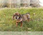 Puppy Bonnie Dachshund