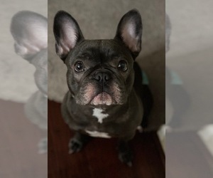 Mother of the French Bulldog puppies born on 10/16/2023