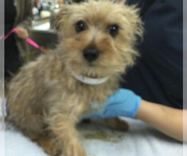 Medium Photo #1 Mutt Puppy For Sale in Riverside, CA, USA