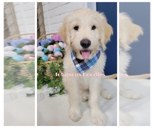 Goldendoodle (Miniature) Puppy for sale in NORTH ROYALTON, OH, USA