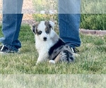 Small #3 Miniature Australian Shepherd