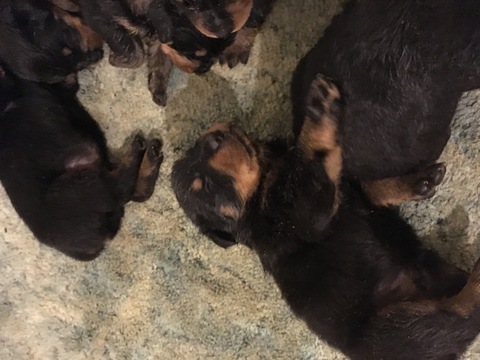 Medium Photo #1 Rottweiler Puppy For Sale in GREENWOOD, SC, USA