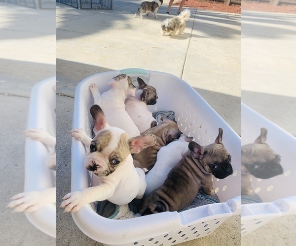 Medium Photo #14 French Bulldog Puppy For Sale in SAN DIEGO, CA, USA