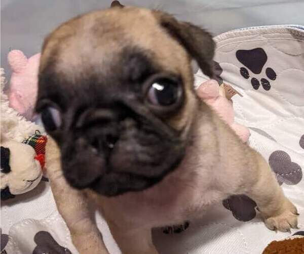 Medium Photo #4 Pug Puppy For Sale in EAST BRIDGEWATER, MA, USA