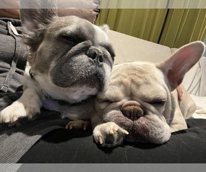 Mother of the French Bulldog puppies born on 11/27/2025