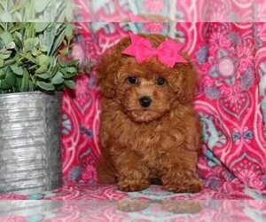 Poodle (Toy) Puppy for sale in LIBERAL, MO, USA