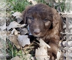Small Photo #3 Bordoodle Puppy For Sale in FAIR OAKS, CA, USA