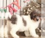 Small Photo #2 Bernedoodle (Miniature) Puppy For Sale in MOUNT VERNON, OH, USA