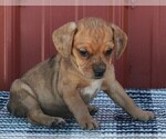 Small Photo #3 Beabull Puppy For Sale in FREDERICKSBURG, OH, USA