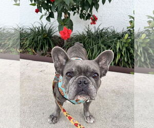 Stella FH - Female French Bulldog Dog for Adoption - Photo #16