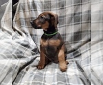 Small Photo #10 Belgian Malinois-Doberman Pinscher Mix Puppy For Sale in MILLBROOK, NY, USA