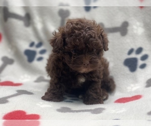 Medium Photo #12 ShihPoo Puppy For Sale in LAKELAND, FL, USA