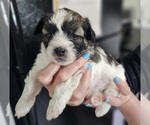 Puppy Sadie Zuchon