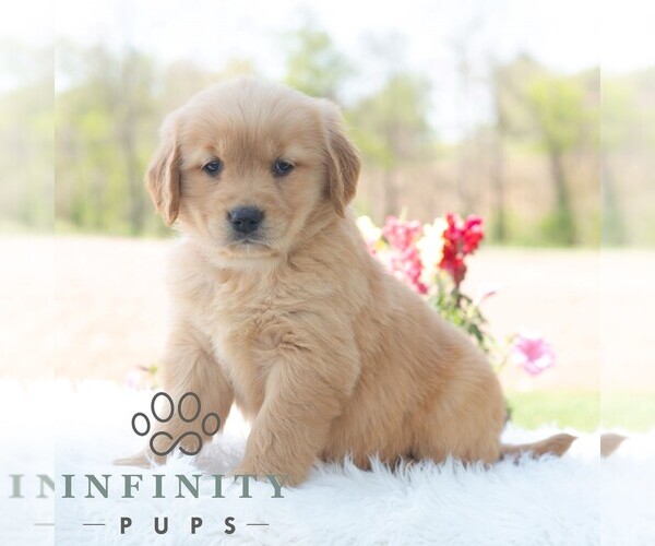 Medium Photo #5 Golden Retriever Puppy For Sale in NEWPORT, PA, USA