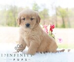 Small #4 Golden Retriever