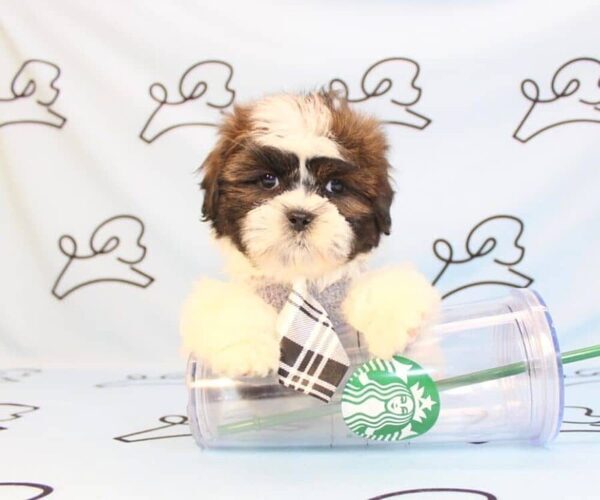 Medium Photo #17 Shih Tzu Puppy For Sale in LAS VEGAS, NV, USA