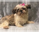 Small Photo #10 Shih Tzu Puppy For Sale in LAKELAND, FL, USA