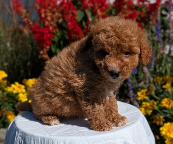 Medium Photo #5 Goldendoodle (Miniature) Puppy For Sale in GOSHEN, IN, USA