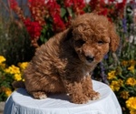 Small #4 Goldendoodle (Miniature)