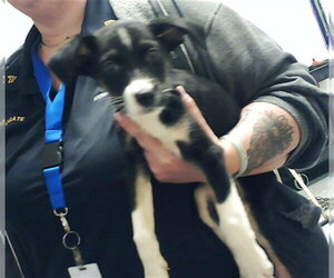 Labrador Retriever-Unknown Mix Dogs for adoption in Fayetteville, NC, USA