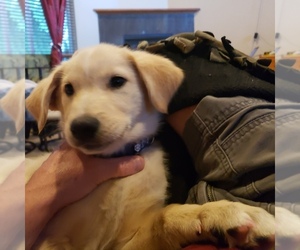 Golden Labrador Puppy for sale in RICHLAND, WA, USA