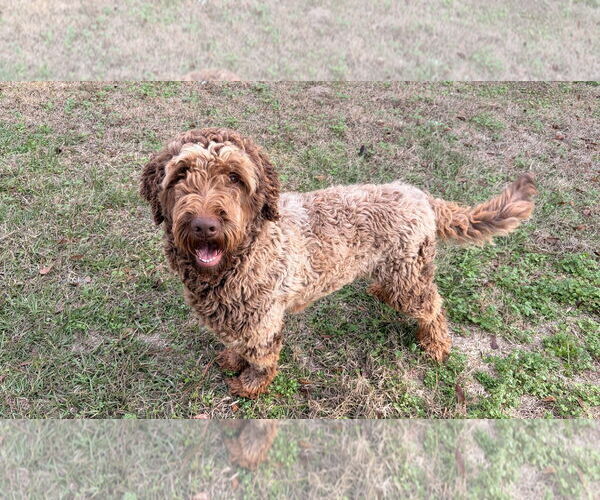 Medium Photo #2 Goldendoodle Puppy For Sale in Mobile, AL, USA