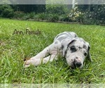 Puppy Ann Great Dane