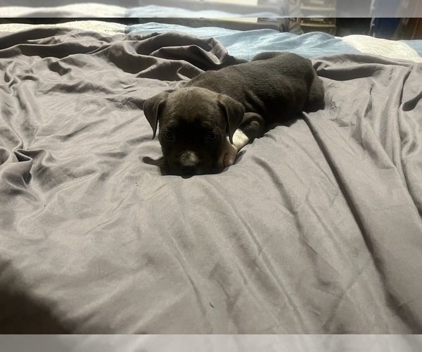 Medium Photo #8 American Bully Puppy For Sale in BUFFALO, NY, USA