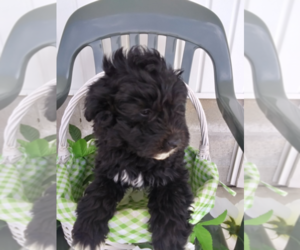 Australian Cattle Dog-Poodle (Toy) Mix Puppy for sale in ANN ARBOR, MI, USA