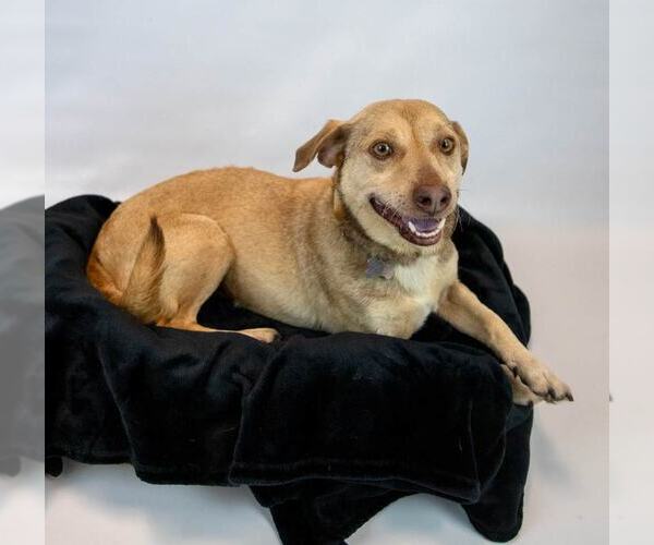 Medium Photo #3 Retriever -Unknown Mix Puppy For Sale in Kennesaw, GA, USA