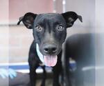 DALLAS - Female Labrador Retriever-Unknown Mix Dog for Adoption - Small photo