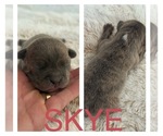 Puppy Skye Faux Frenchbo Bulldog