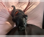 Small Photo #30 Frenchie Pug Puppy For Sale in BLOOMINGTON, IL, USA