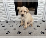 Small #14 Labrador Retriever