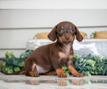 Puppy Lexi Dachshund