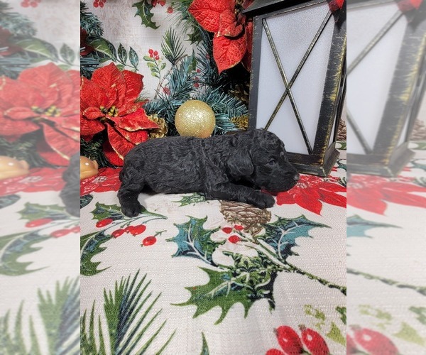 Medium Photo #41 Poodle (Toy) Puppy For Sale in BLACK FOREST, CO, USA