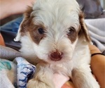 Small #17 Bernedoodle (Miniature)