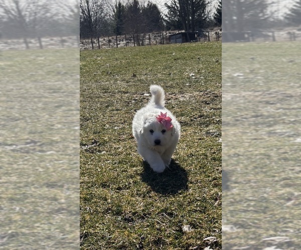 Medium Photo #1 Great Pyrenees Puppy For Sale in MEDINA, OH, USA