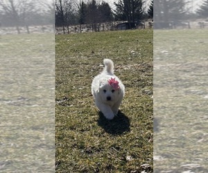 Great Pyrenees Puppy for sale in MEDINA, OH, USA