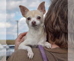 Small #4 Chihuahua