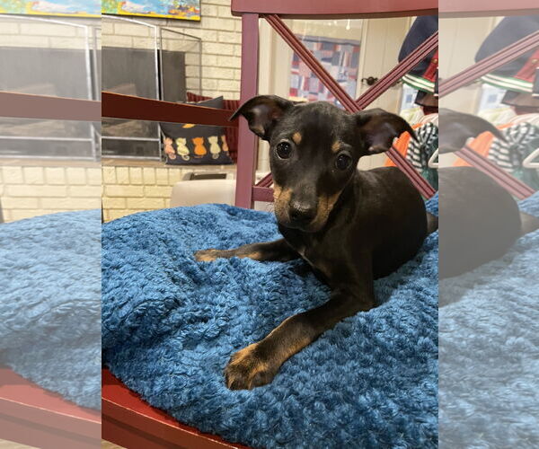 Medium Photo #4 Rat-Cha Puppy For Sale in Texarkana, TX, USA