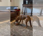 Small #3 American Pit Bull Terrier-Labrador Retriever Mix